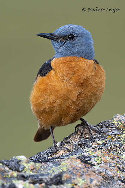 Roquero rojo (Monticola saxatilis)